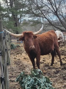 BL KEYSTONE NITE RAIN