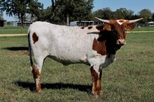 BCR Special Feature 244