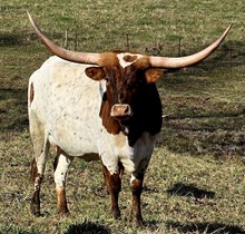 BCR Special Feature 244