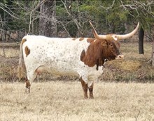 BCR Special Feature 244