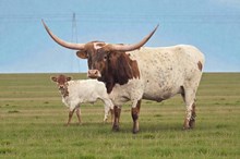 BCR Special Feature 244