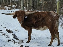 BL Pentagons Call Girl